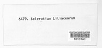 Image of Sclerotium liliacearum